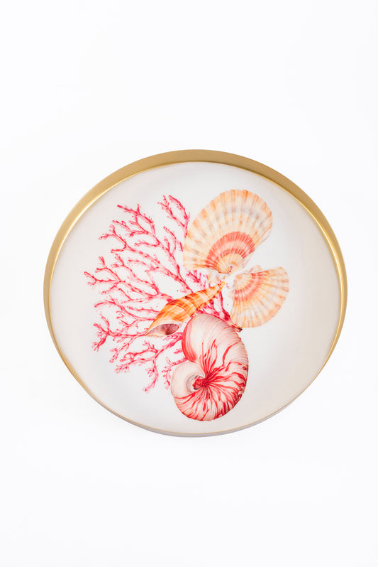 Tray Coral – view 2