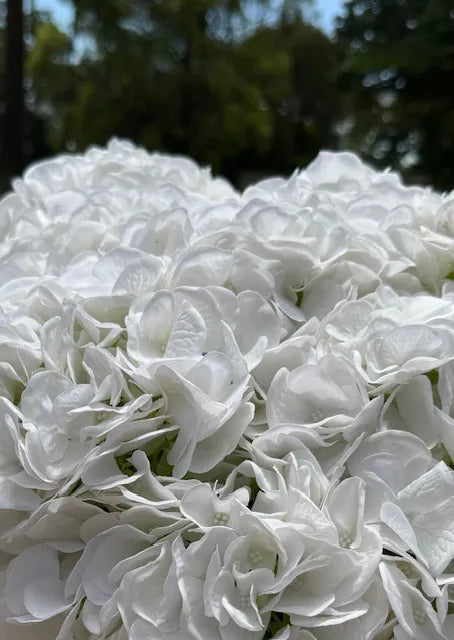 REAL TOUCH HYDRANGEA WHITE