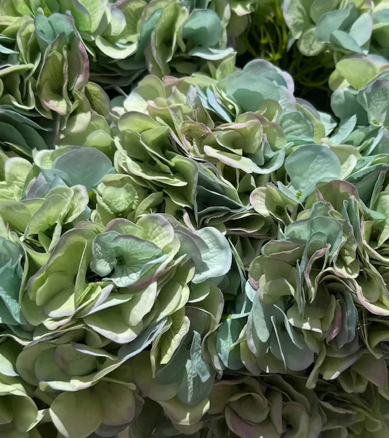 REAL TOUCH HYDRANGEA GREEN