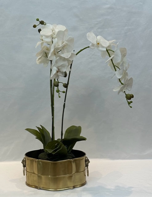PLANTER SINGITA (ABSR120)