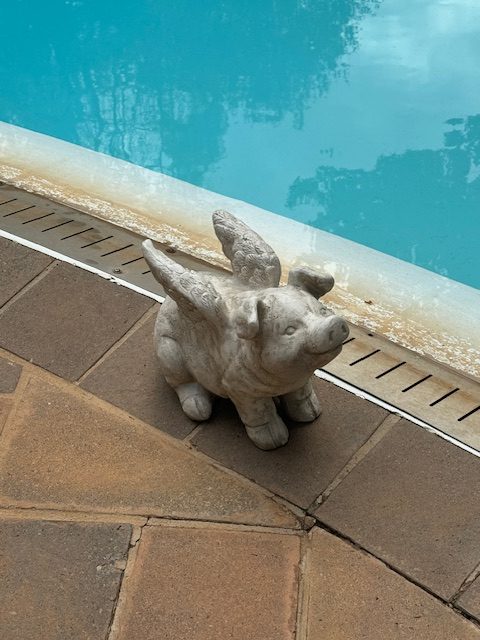 FLYING PIG – BUST (75608)