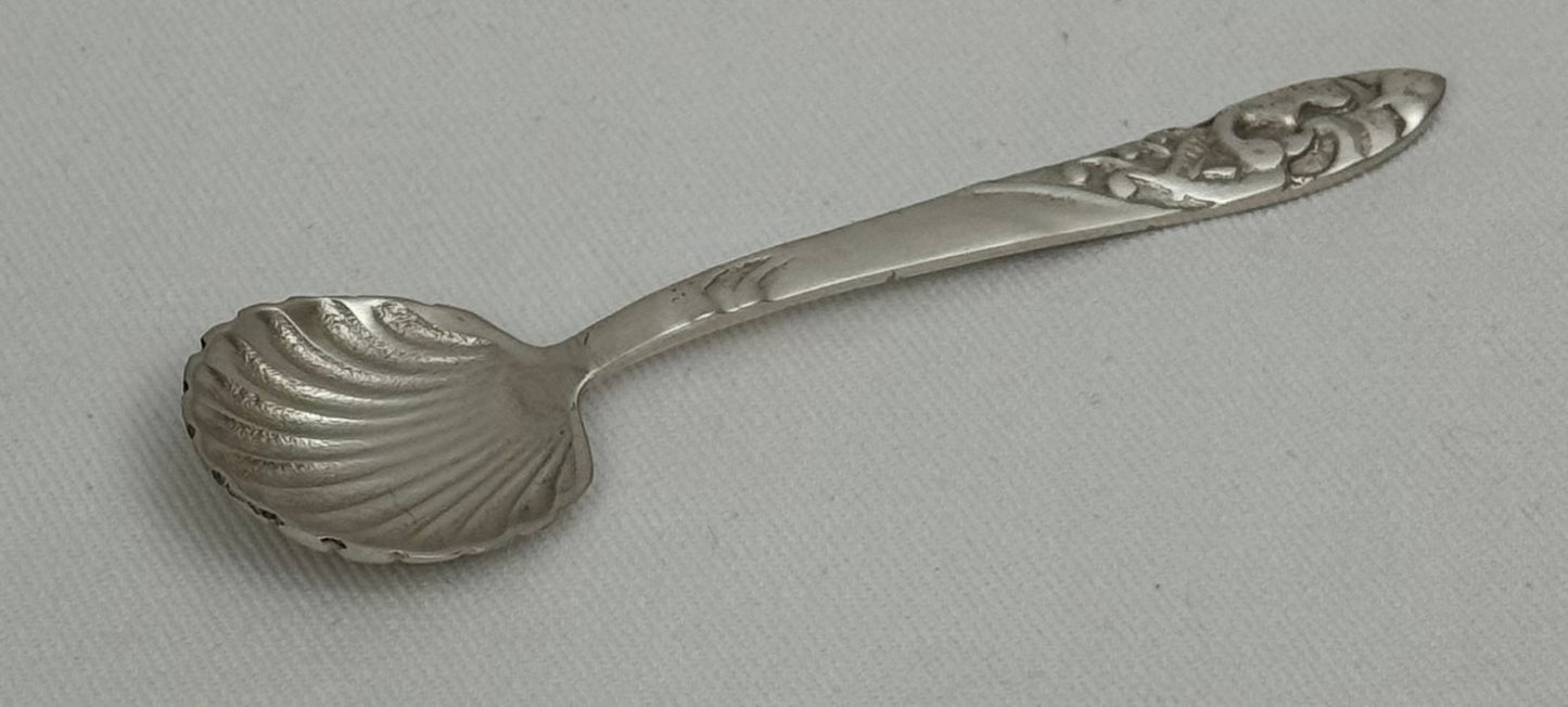 SUGAR SPOON SHELL (SR4019)