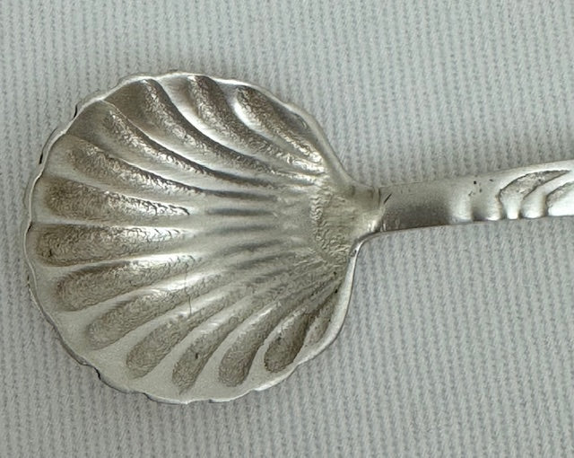 SUGAR SPOON SHELL (SR4019)